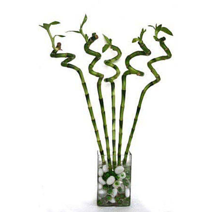 Spiral Bamboo: Good Luck Plants