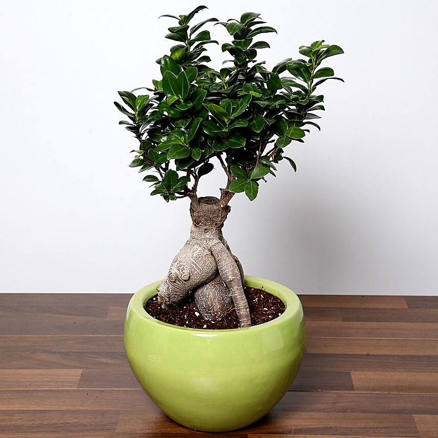 Bonsai Plant In Green Pot: Indoor Plants