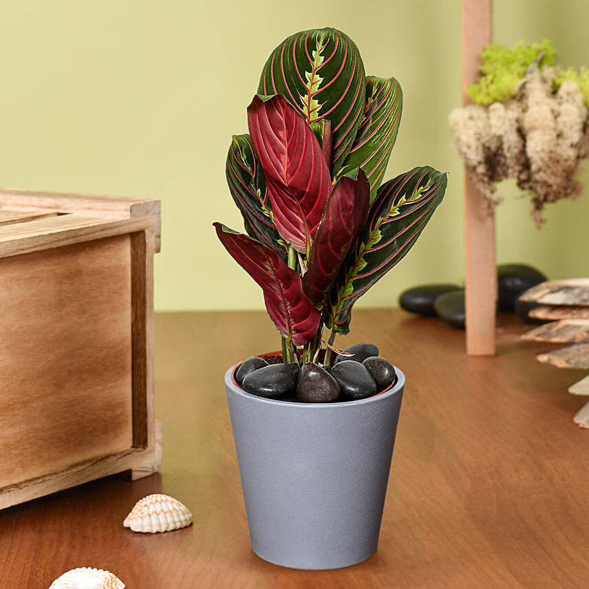 Calathea Plant In Grey Pot: Bathroom Plants
