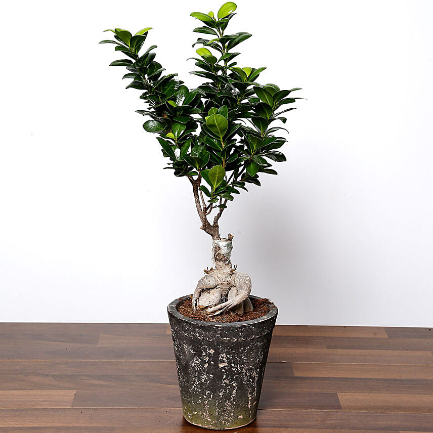 Ficus Bonsai Plant In Ceramic Pot: Indoor Plants