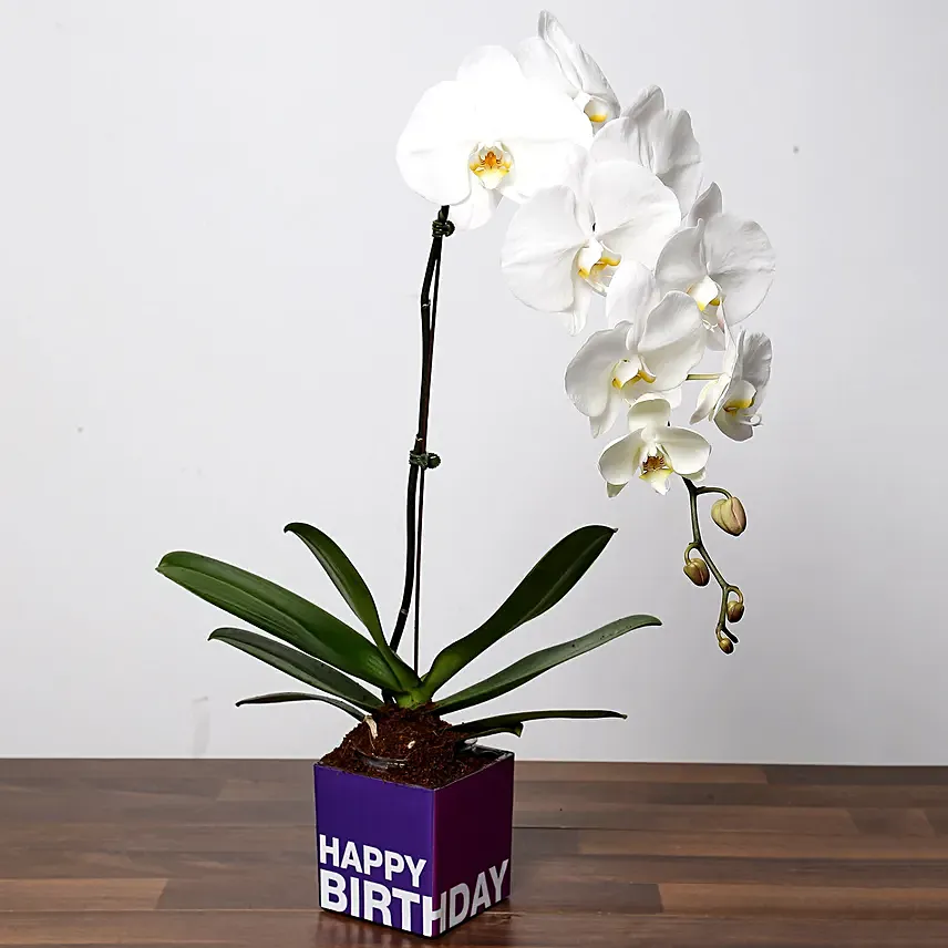 White Phalaenopsis Plant For Birthday: For Boyfriend