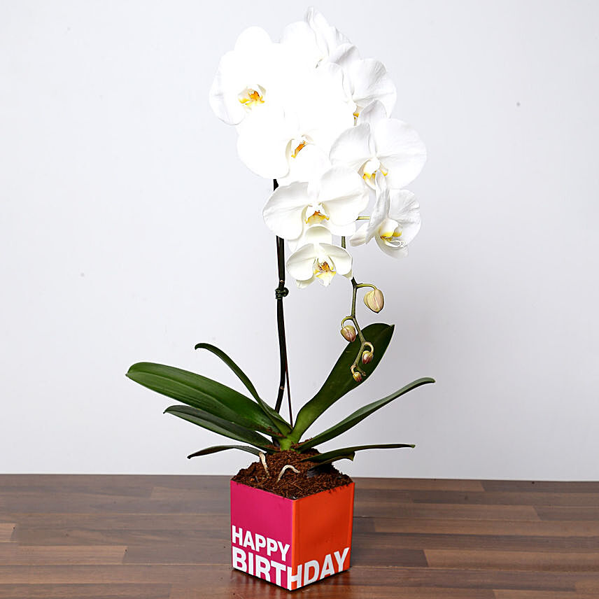 White Phalaenopsis Plant In Glass Vase: Happy Birthday Plants