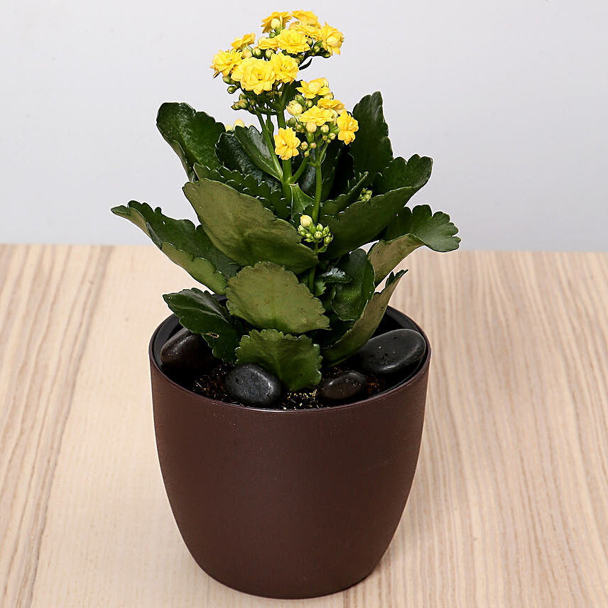 Yellow Kalanchoe Plant In Green Pot: Air Purifying Plants