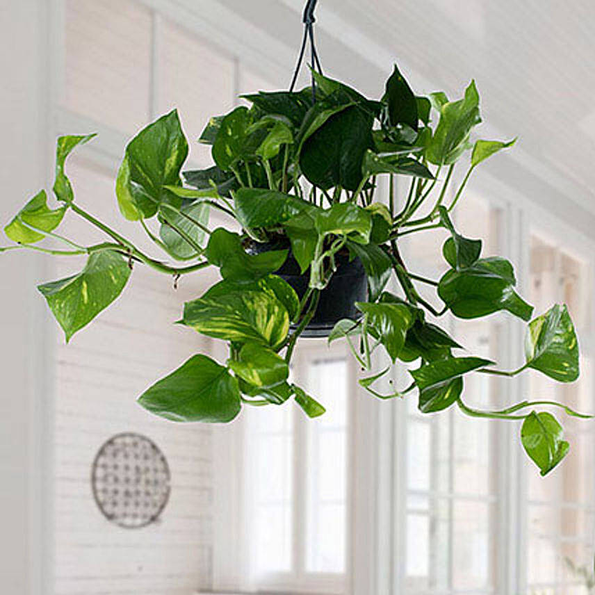 Hanging Epipremnum Aureum Plant: Air Purifying Indoor Plants