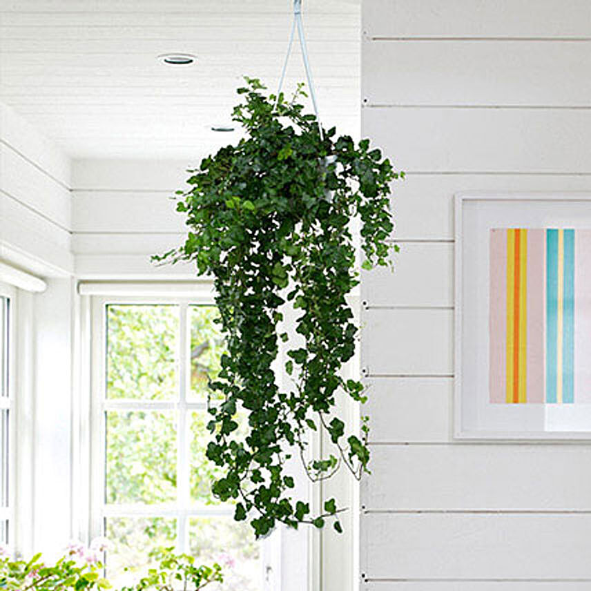 Hanging Hedera Hel Plant: Hanging Basket Plants