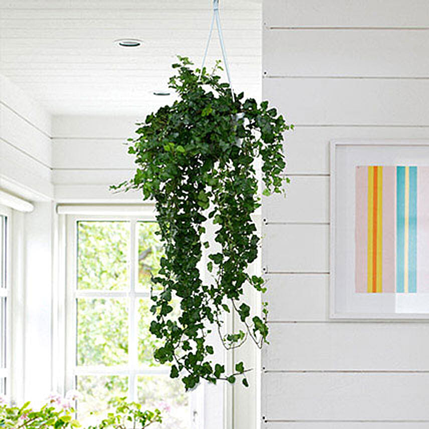 Hanging Hedera Hel Plant: Outdoor Plants