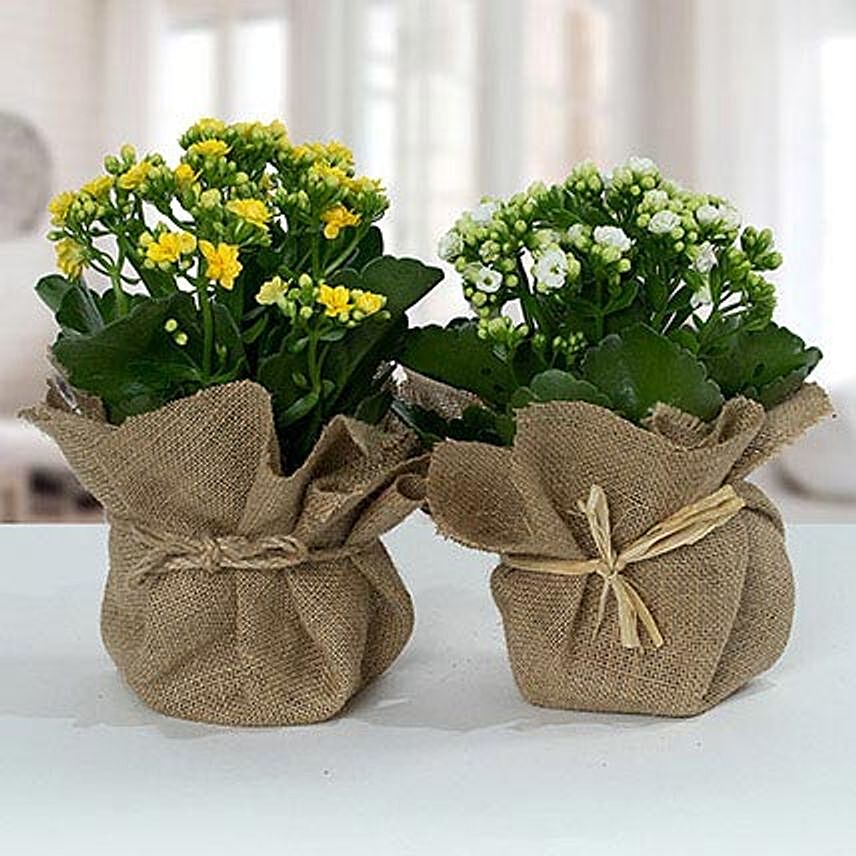 Jute Wrapped Dual Potted Plants: Plants For Anniversary Gift