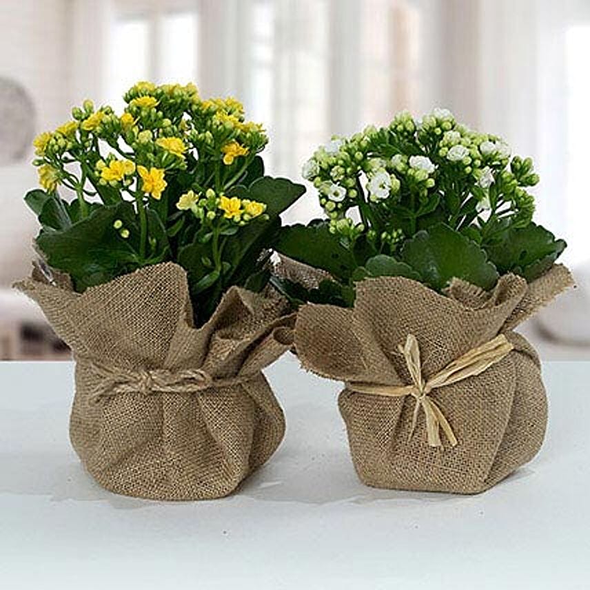 Jute Wrapped Dual Potted Plants: Flowering Plants Singapore