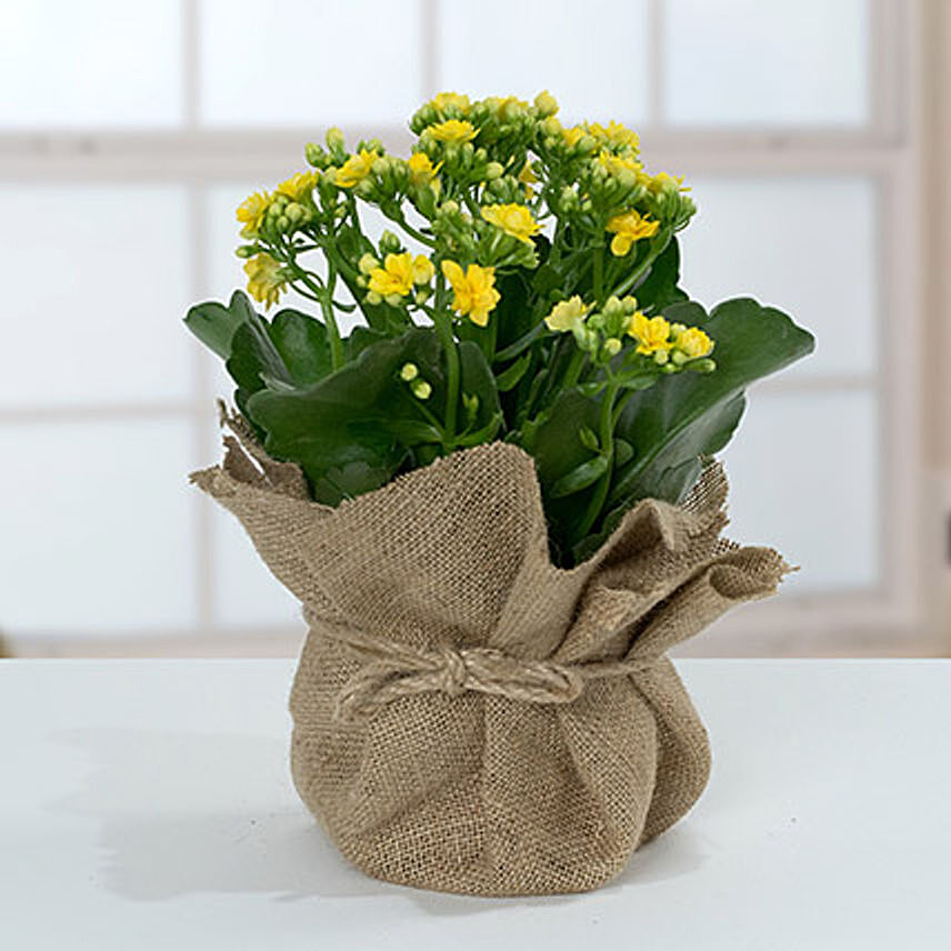 Jute Wrapped Yellow Kalanchoe Plant: Plants For Anniversary Gift