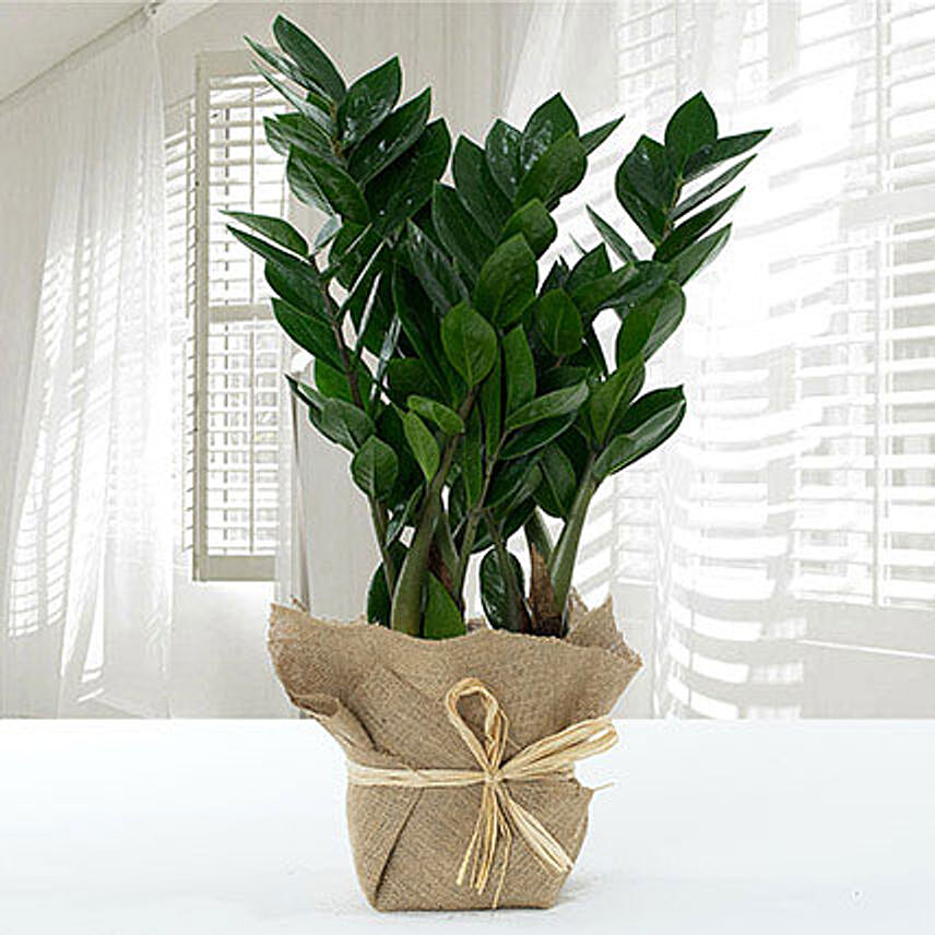 Jute Wrapped Zamia Potted Plant: Outdoor Plants