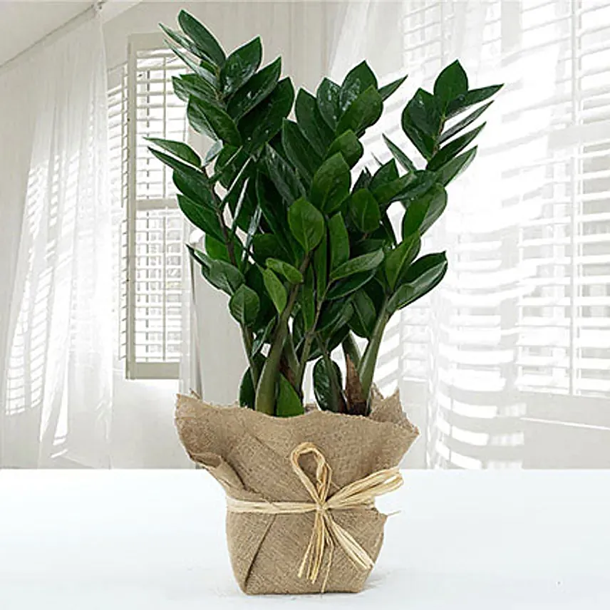 Jute Wrapped Zamia Potted Plant: Outdoor Plants 