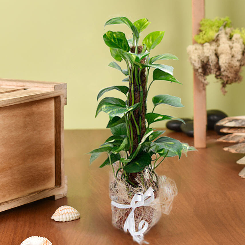 Utmost Perfection: Good Luck Plants