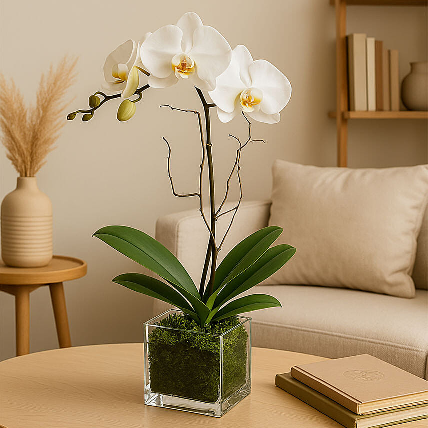 White Orchid Plant In Glass Vase: Flowering Plants