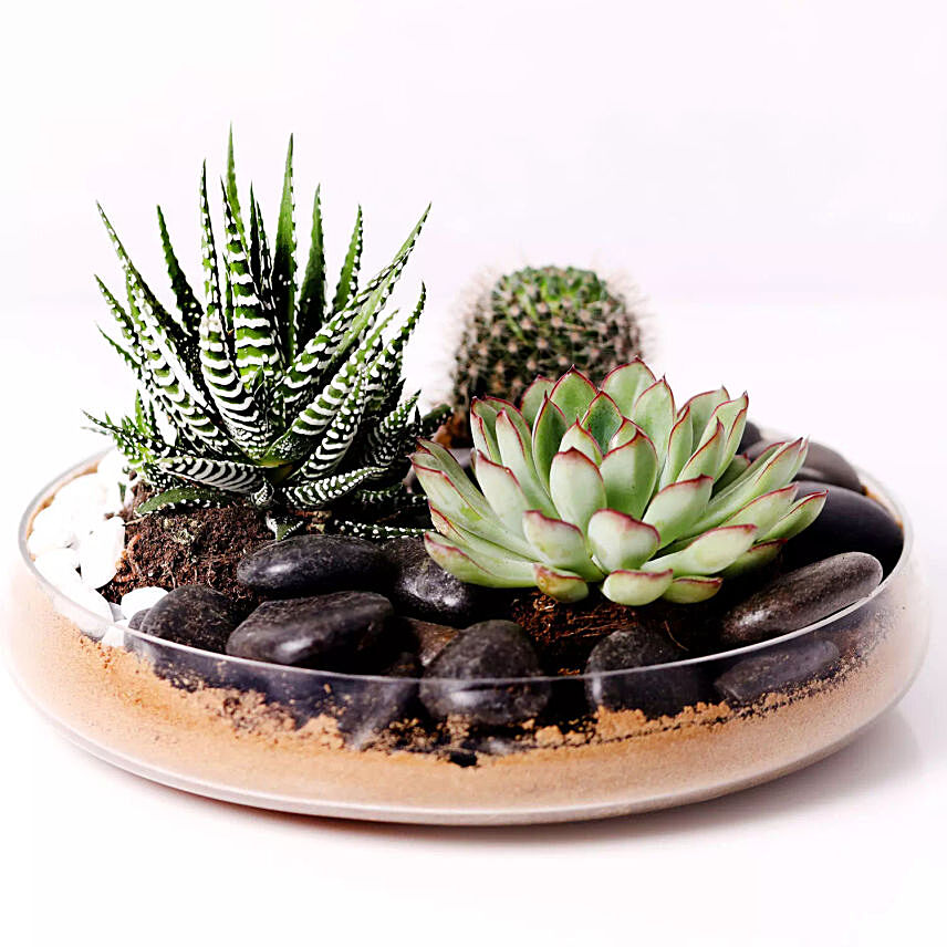 Combo of 3 Plants In Clear Glass Platter: Cactus and Succulents