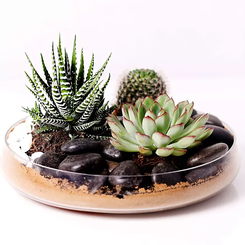 Combo of 3 Plants In Clear Glass Platter: Cactus and Succulent Plants