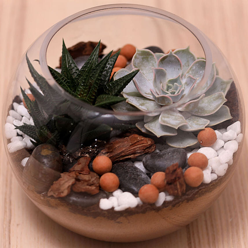 Decorative Succulents In Fish Bowl: Living room Plants