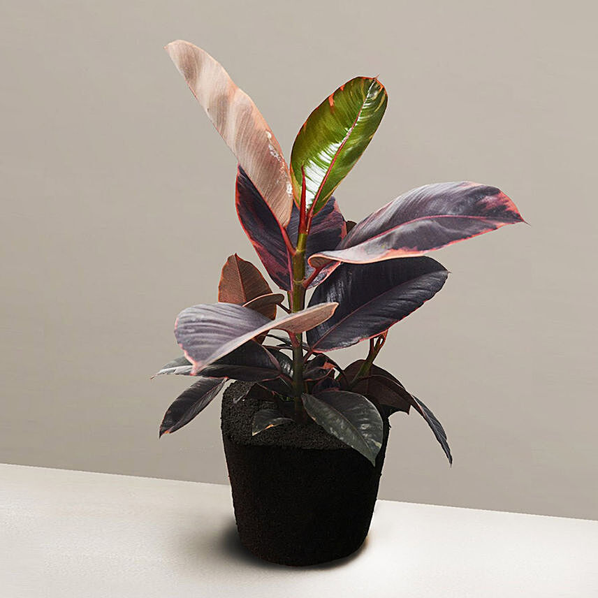 Exotic Ficus Elastica Ruby Plant: Plants For Anniversary Gift