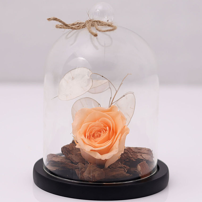 Peach Forever Rose In Glass Dome: Orange Flowers