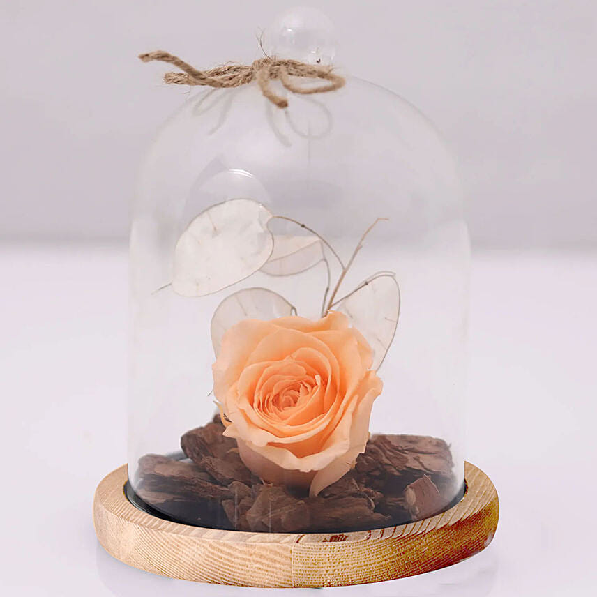 Peach Forever Rose In Glass Dome: Preserved Flowers Singapore