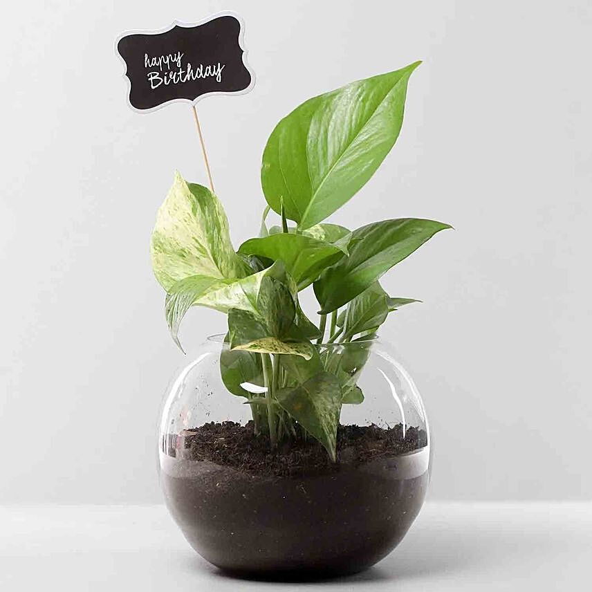 Bday Money Plant Combo: Living room Plants