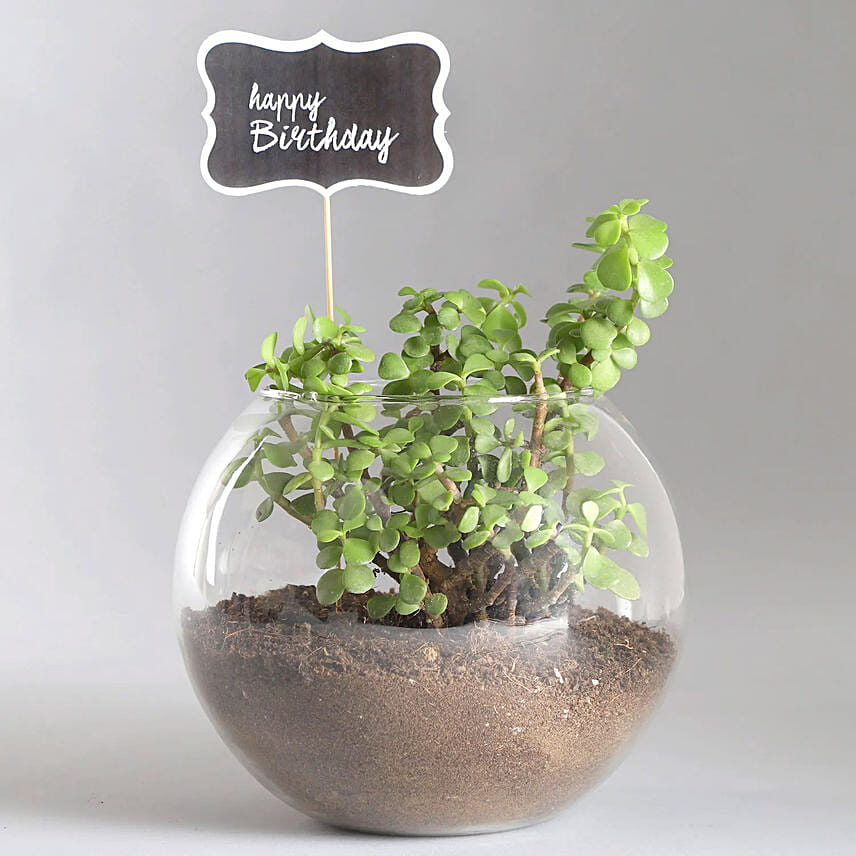 Birthday Jade Plant Combo: Terrarium Plants