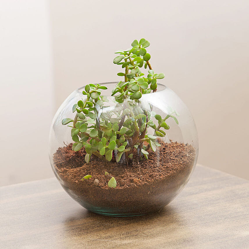 Jade Plant In Round Vase Combo: Terrarium Plants