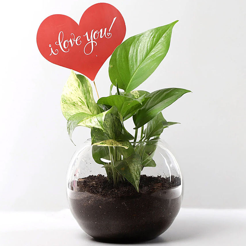 Love You Money Plant: Terrarium Plants