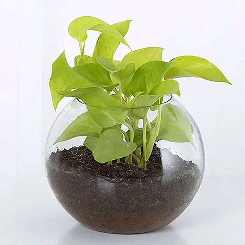 Money Plant Round Vase: Money Plants