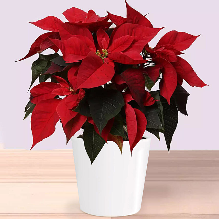 Poinsettia Plant In Plastic Pot: Poinsettia Plants