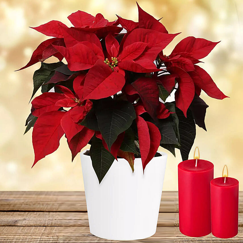 Special Poinsettia Plant: New Year Plants Singapore