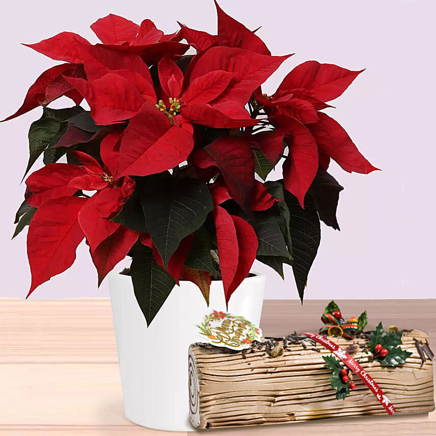 Poinsettia Plant In Wooden Vase with Chocolate log cake: Xmas Combos