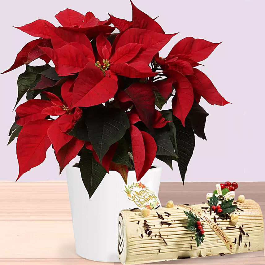 Poinsettia Plant In Wooden Vase with Coffee Chocolate log cake: Xmas Cake Delivery