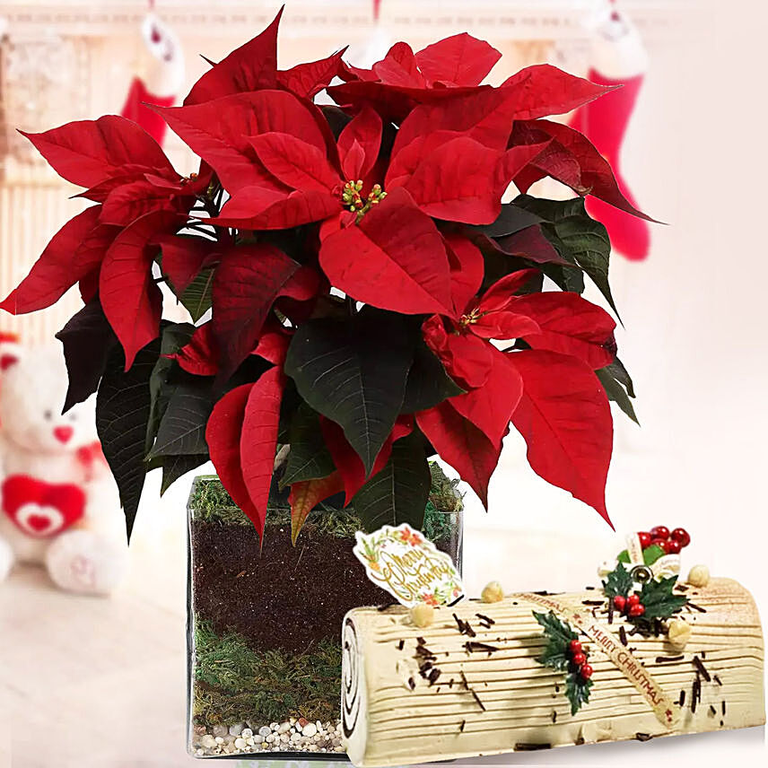 Poinsettia Plant with Coffee chocolate log cake: Xmas Cake Delivery