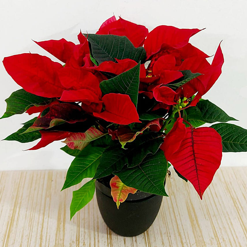 Red Poinsettia Plant In Black Pot: Christmas Plants Singapore