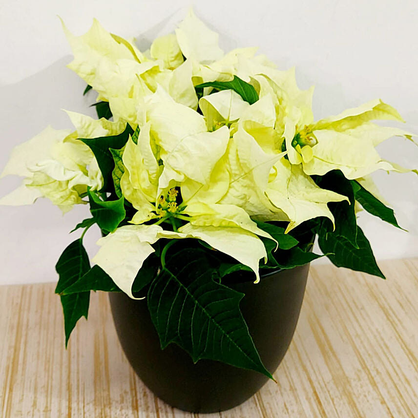 White Poinsettia Plant In Black Pot: 