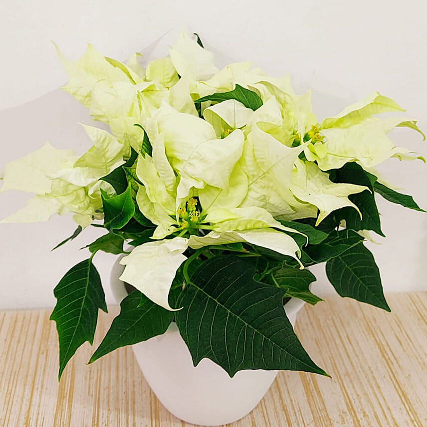 White Poinsettia Plant In White Pot: Poinsettia Plants