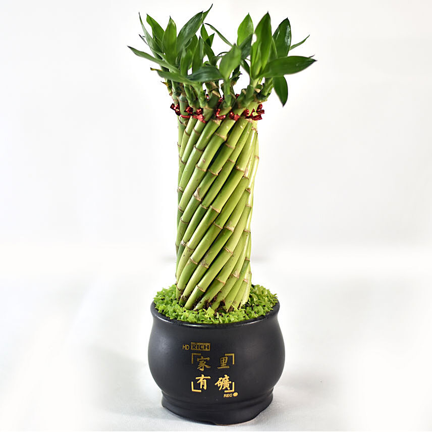 Bamboo Plant In Cute Black Pot: Plants Singapore