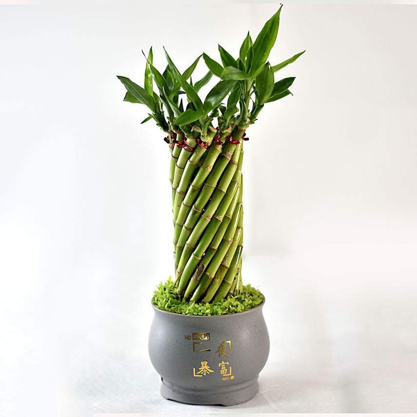 Bamboo Plant In Cute Grey Pot: CNY Plants