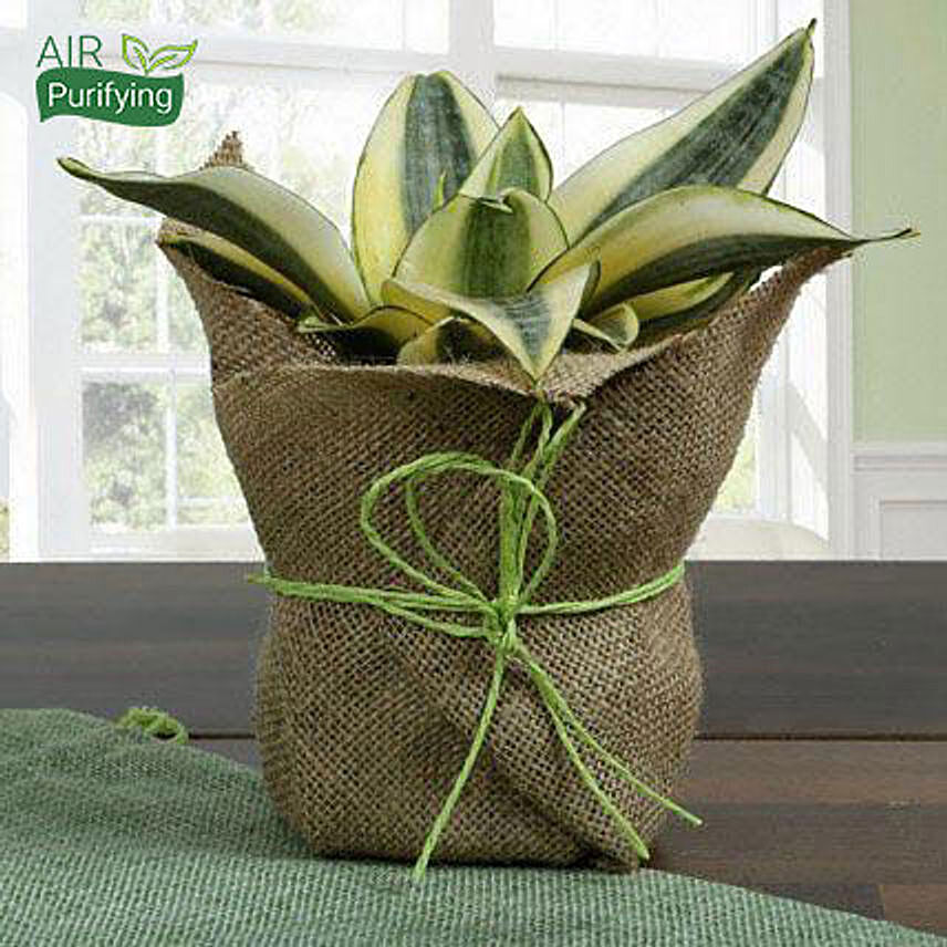 Rare Milt Sansevieria Plant: Plants For Birthday