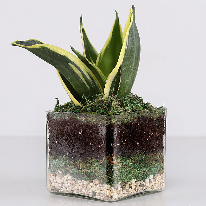 Lotus Sansevieria Plant 3 Glass Terrarium: Air Purifying Plants