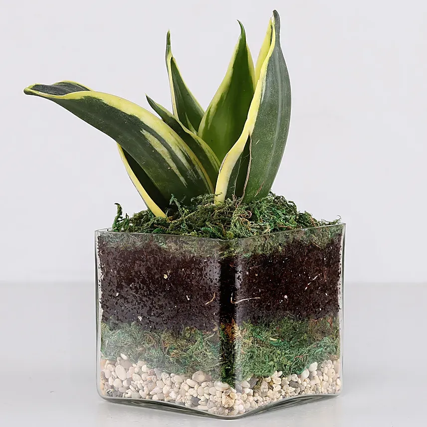 Lotus Sansevieria Plant 3 Glass Terrarium: Mother In Law Tongue Plant