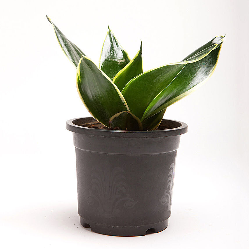 Milt Sansevieria Plant In Black Plastic Pot: Mother In Law Tongue Plant