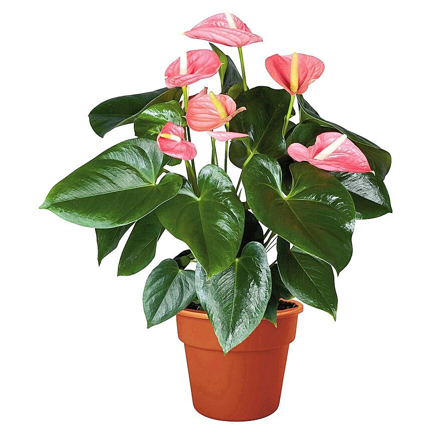 Blooming Anthurium Plant In Round Red Pot: Terrace and Balcony Plants