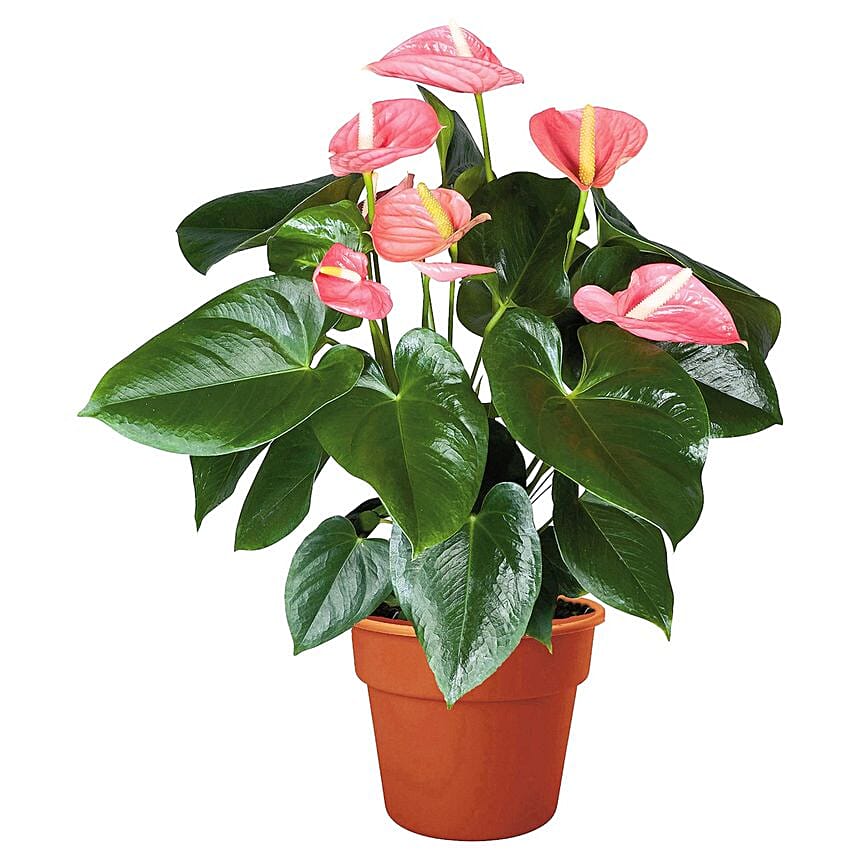 Blooming Anthurium Plant In Round Red Pot: Air Purifying Indoor Plants