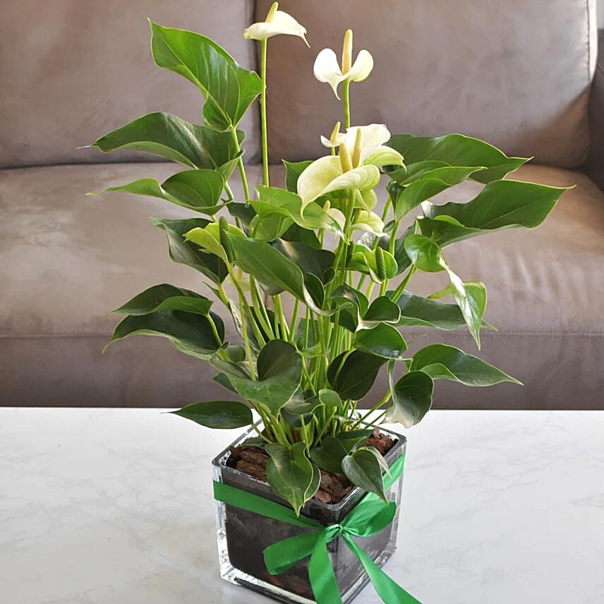 Blooming Anthurium Plant In Square Glass Vase: Balcony Plants 