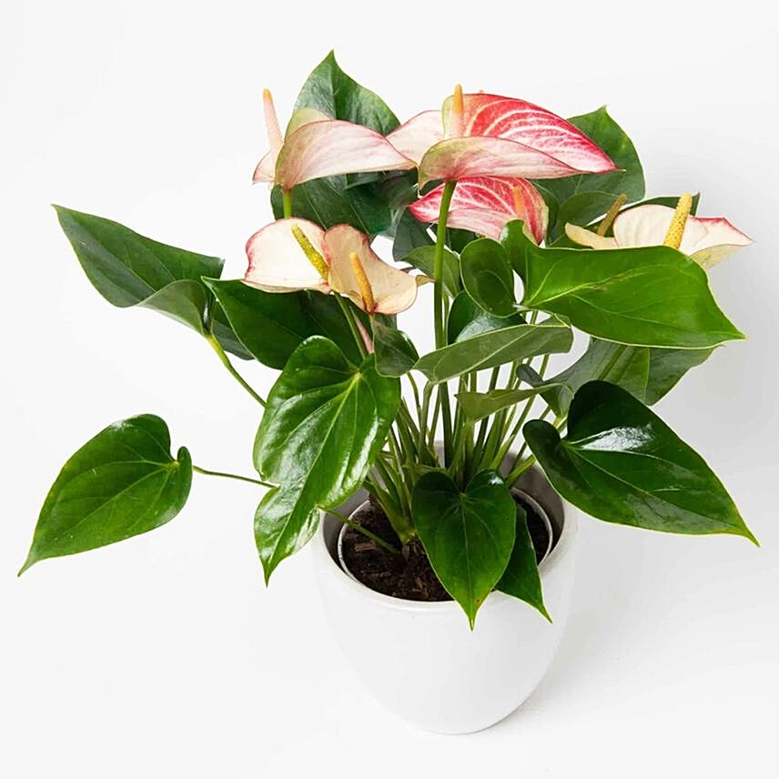 Flowering Anthurium Plant In White Round Pot: Air Purifying Plants