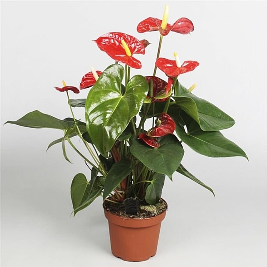 Anthurium Plant In Round Red Pot: Terrace and Balcony Plants