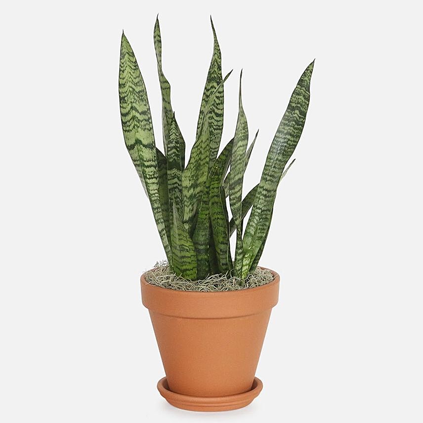Air Purifying Snake Plant In Nursery Pot: Snake Plants