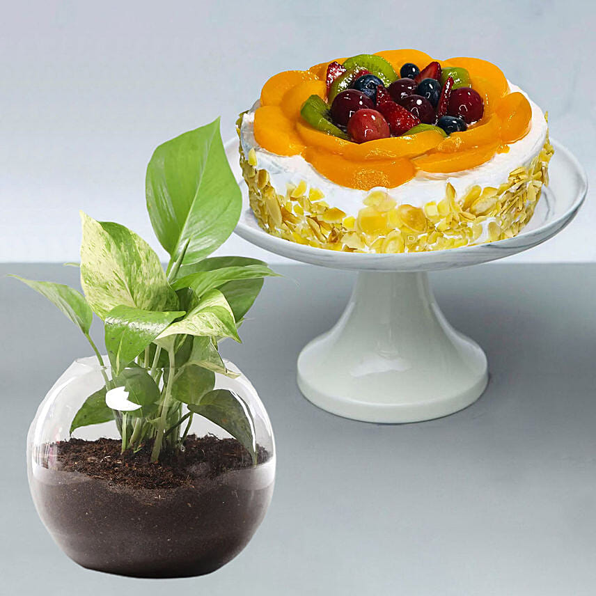 Fruit Cake With Money Plant: Money Plants