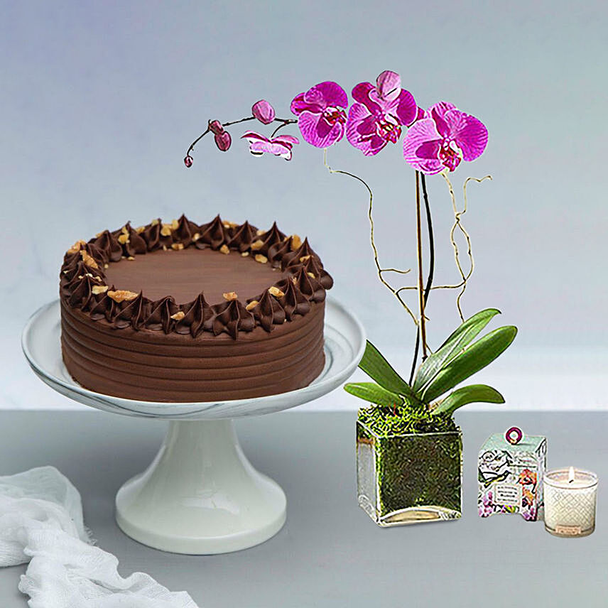 Walnut Chocolate Cake With Purple Orchid Plant: Plant Combo Gifts